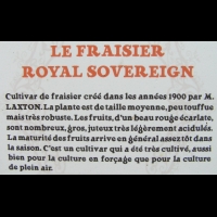 Fraisier - Royal Sovereign